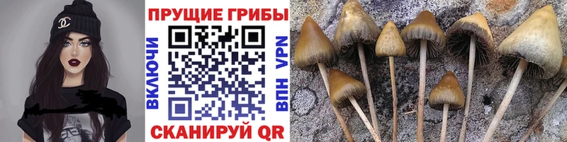 Псилоцибиновые грибы Cubensis  Каспийск 